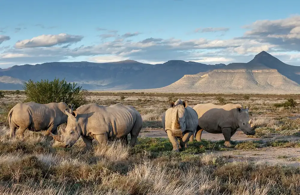 Wildlife in the Samara Karoo Reserve