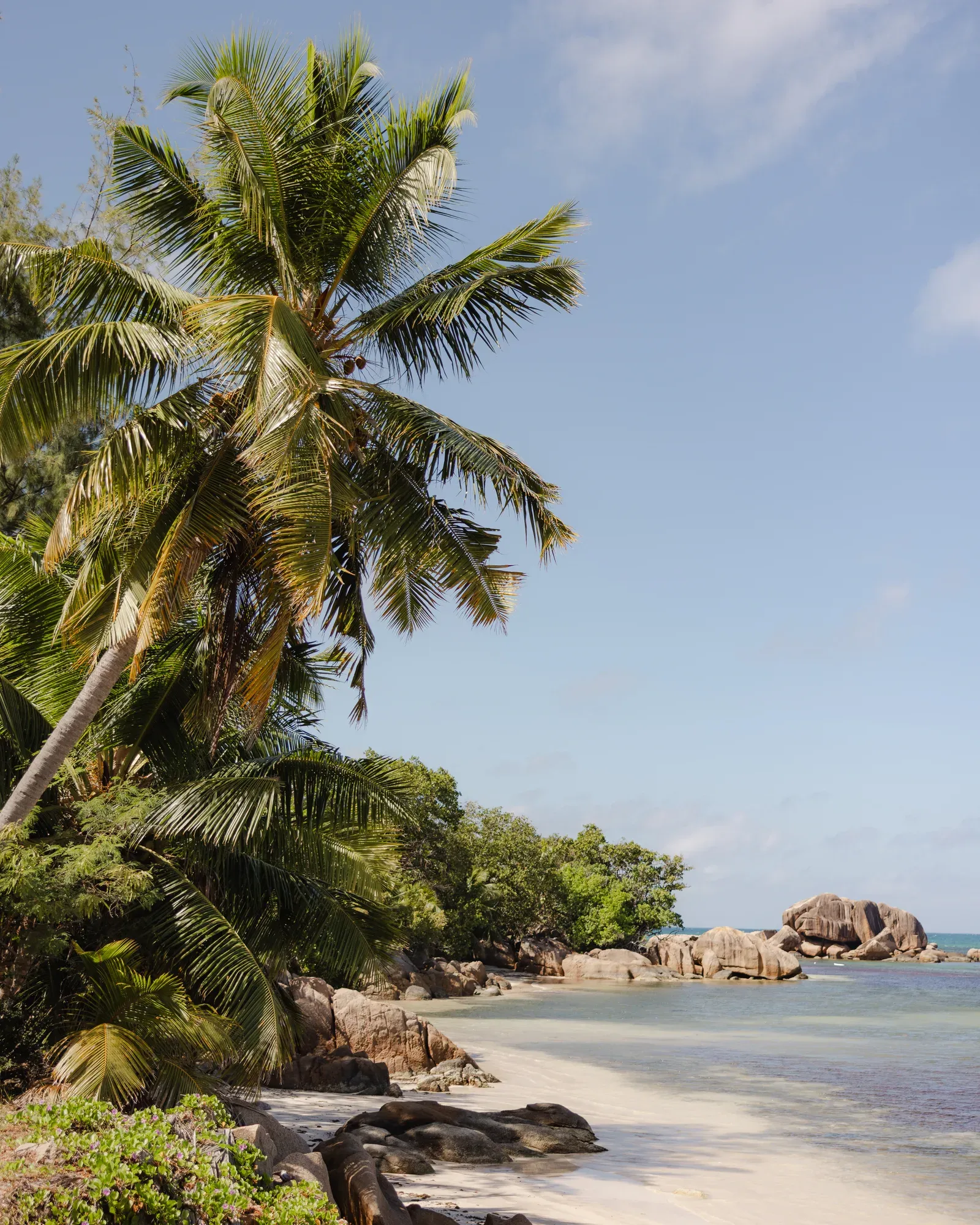 A beach with palm trees and granite boulders on Praslin in the Seychelles