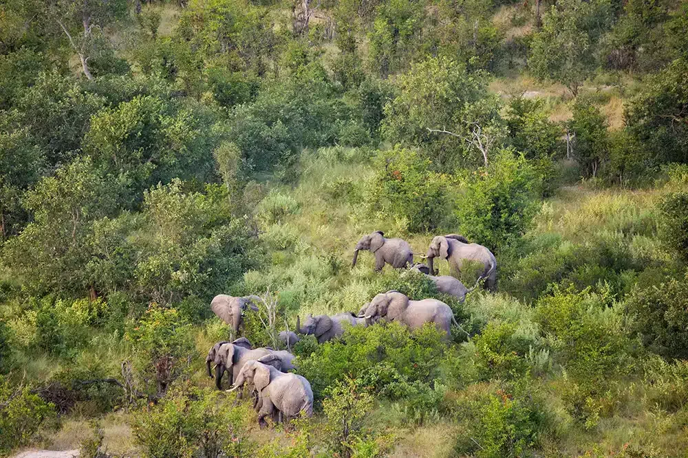 Elephants in the Okavango Delta near North Island Okavango