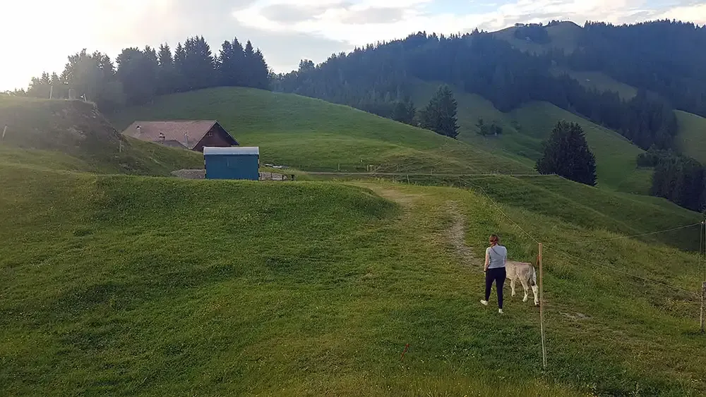 Guest walking with a cow across the meadow